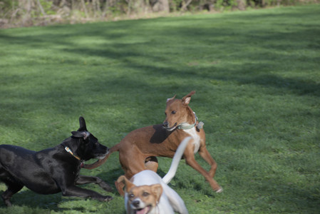 20250430_Dog park__DSC0077_.jpg