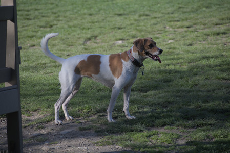 20250430_Dog park__DSC0093_.jpg