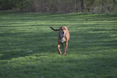 20250430_Dog park__DSC0122_.jpg