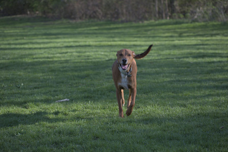 20250430_Dog park__DSC0123_.jpg