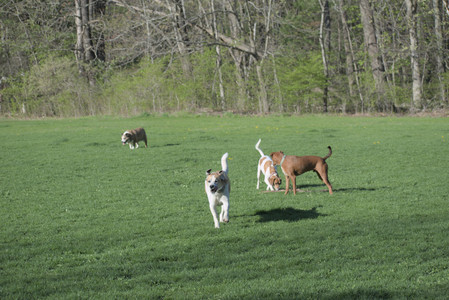20250430_Dog park__DSC0127_.jpg