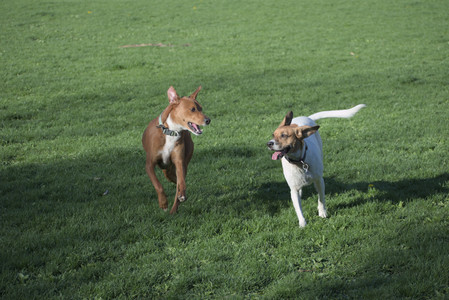 20250430_Dog park__DSC0133_.jpg