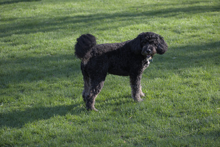 20250430_Dog park__DSC0143_.jpg