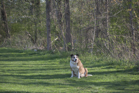 20250430_Dog park__DSC0159_.jpg