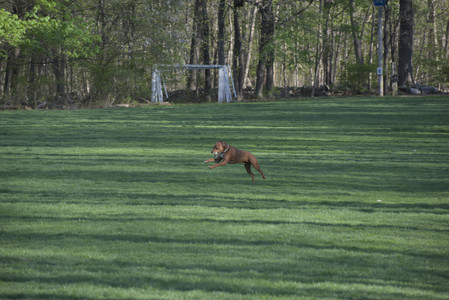 20250430_Dog park__DSC0166_.jpg