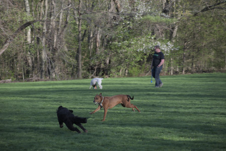 20250430_Dog park__DSC0171_.jpg