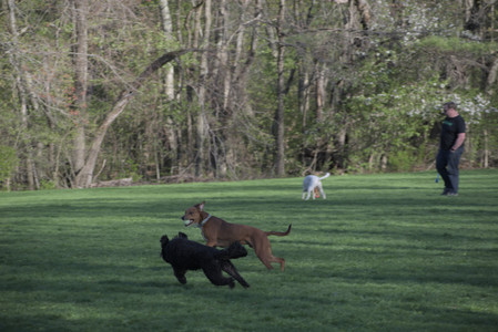 20250430_Dog park__DSC0172_.jpg