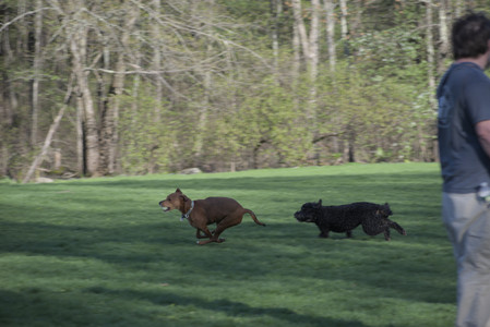20250430_Dog park__DSC0176_.jpg