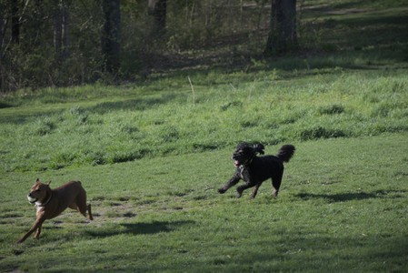 20250430_Dog park__DSC0184_.jpg