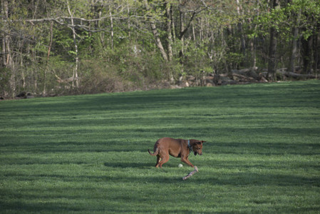 20250430_Dog park__DSC0203_.jpg