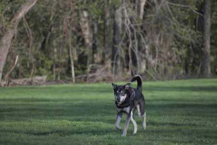 20250430_Dog park__DSC0208_.jpg