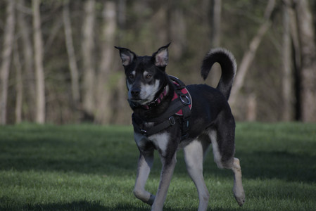 20250430_Dog park__DSC0213_.jpg