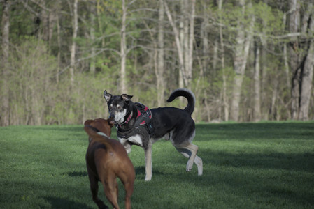 20250430_Dog park__DSC0217_.jpg