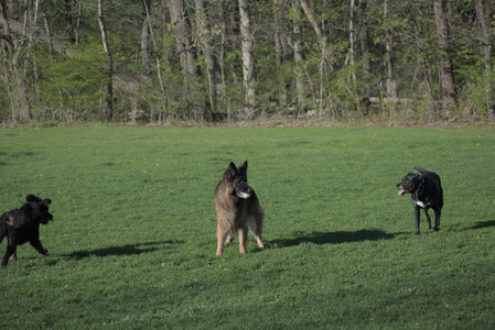 20250430_Dog park__DSC0225_.jpg