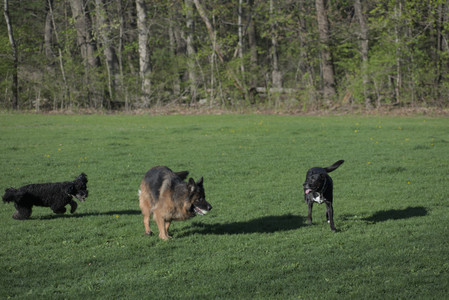 20250430_Dog park__DSC0226_.jpg