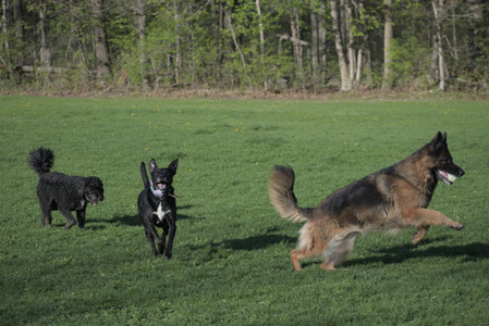 20250430_Dog park__DSC0232_.jpg