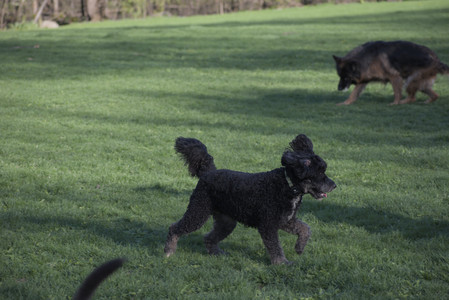 20250430_Dog park__DSC0244_.jpg