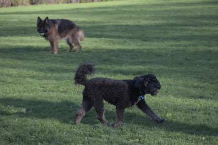 20250430_Dog park__DSC0247_.jpg