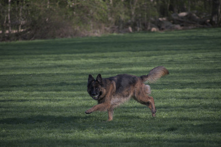 20250430_Dog park__DSC0251_.jpg