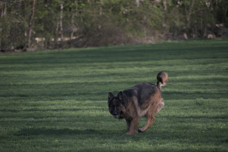 20250430_Dog park__DSC0252_.jpg