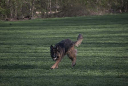 20250430_Dog park__DSC0254_.jpg