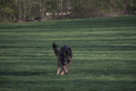 20250430_Dog park__DSC0256_.jpg