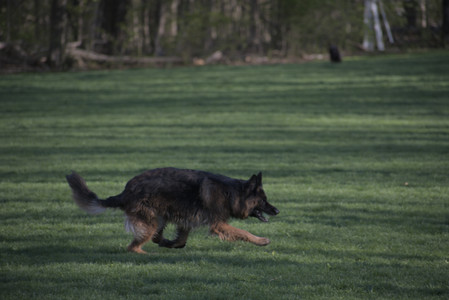 20250430_Dog park__DSC0258_.jpg