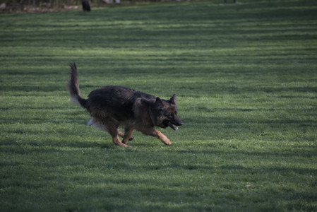 20250430_Dog park__DSC0260_.jpg