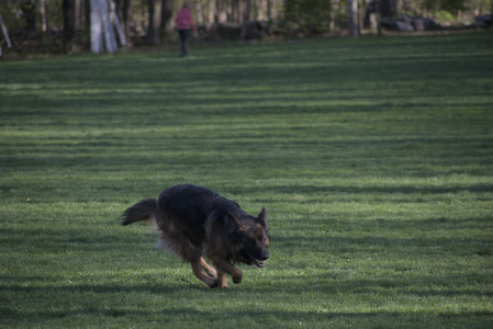 20250430_Dog park__DSC0262_.jpg