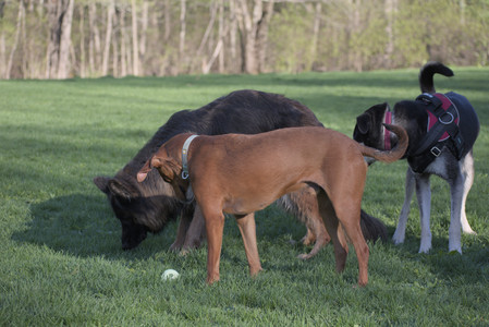 20250430_Dog park__DSC0273_.jpg