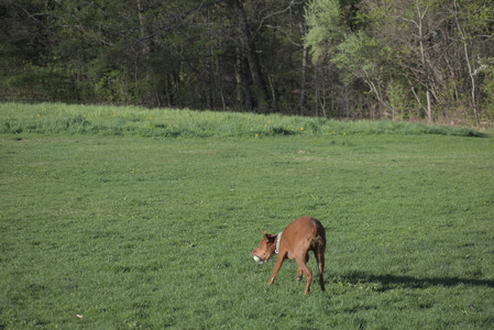 20250430_Dog park__DSC0278_.jpg