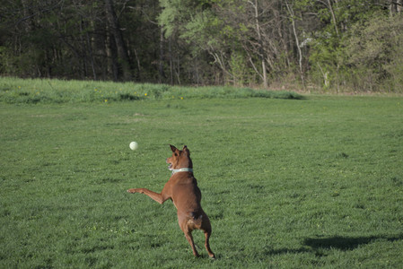 20250430_Dog park__DSC0281_.jpg
