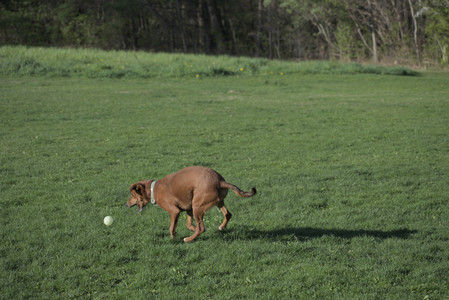 20250430_Dog park__DSC0283_.jpg