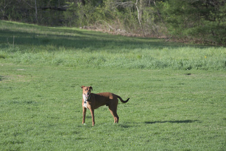 20250430_Dog park__DSC0284_.jpg