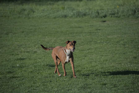 20250430_Dog park__DSC0289_.jpg