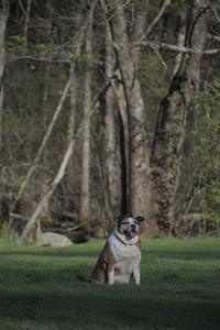 20250430_Dog park__DSC0293_.jpg