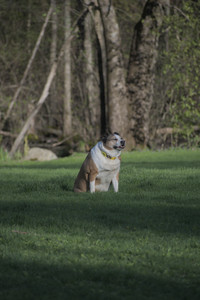 20250430_Dog park__DSC0294_.jpg