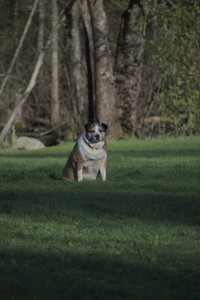 20250430_Dog park__DSC0296_.jpg