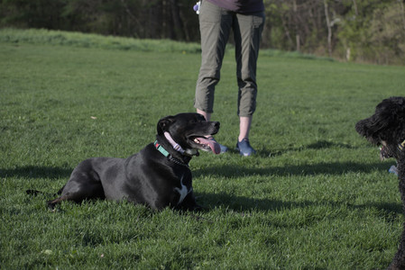 20250430_Dog park__DSC0299_.jpg