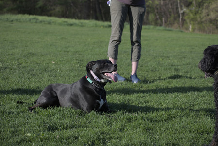 20250430_Dog park__DSC0300_.jpg