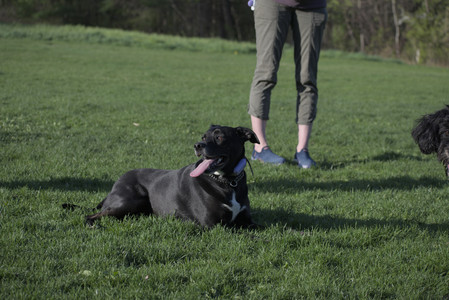 20250430_Dog park__DSC0302_.jpg