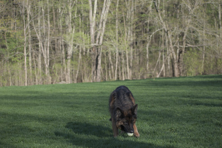 20250430_Dog park__DSC0310_.jpg