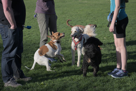 20250430_Dog park__DSC0312_.jpg