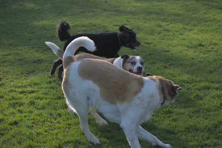 20250430_Dog park__DSC0315_.jpg