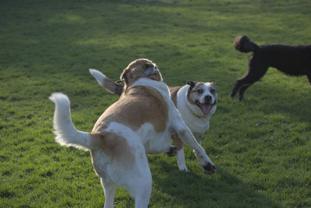 20250430_Dog park__DSC0316_.jpg