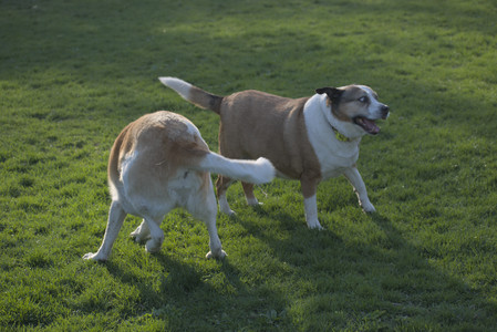 20250430_Dog park__DSC0317_.jpg