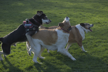 20250430_Dog park__DSC0318_.jpg