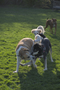 20250430_Dog park__DSC0320_.jpg