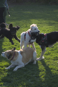 20250430_Dog park__DSC0322_.jpg