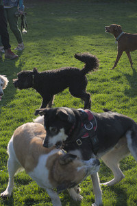 20250430_Dog park__DSC0324_.jpg